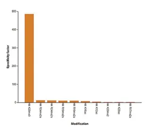 Anti-Histone H4K20me3 (trimethyl Lys20) antibody - ChIP grade used in Protein Array (Protein Array). GTX60828
